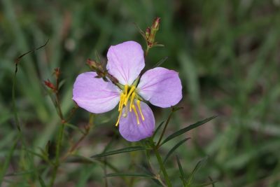 Rhexia mariana, photographed by Kim