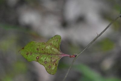 Smilax excelsa, photographed by Марина Садыкова