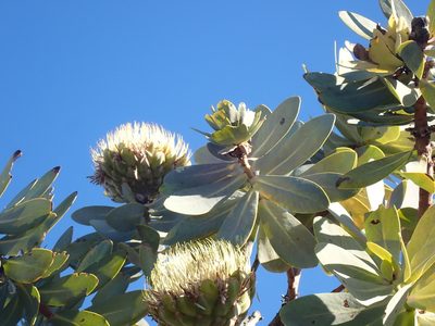 Protea nitida, photographed by Di Turner