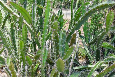 Acanthocereus tetragonus, photographed by Jay Pruett