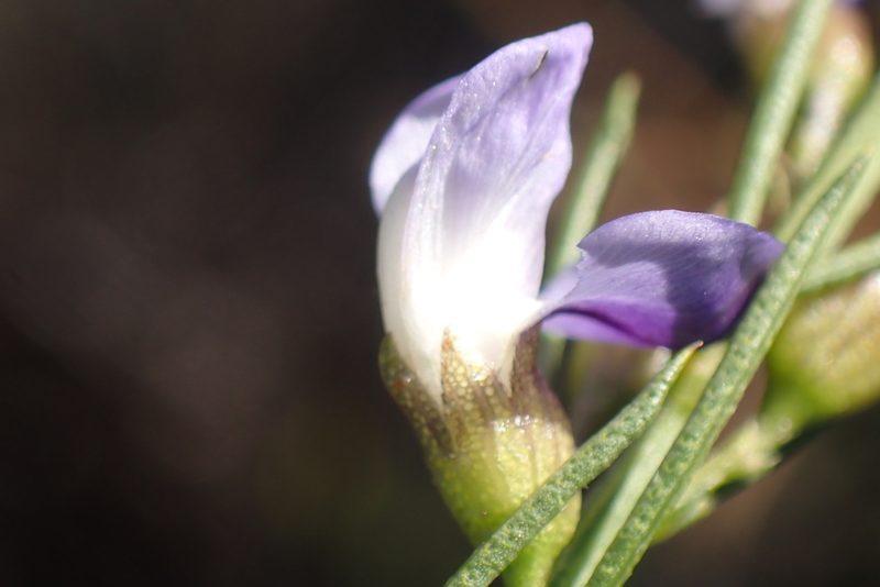 Psoralea sordida, photographed by Di Turner