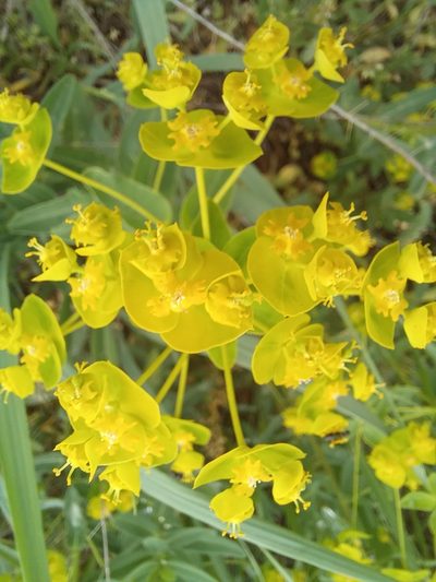 Euphorbia iberica, photographed by Гущина Ангелина Викторовна