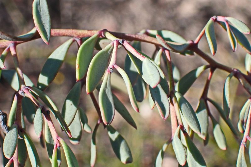 Rafnia capensis, photographed by Di Turner