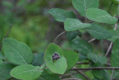 Lonicera caprifolium, photographed by Марина Садыкова