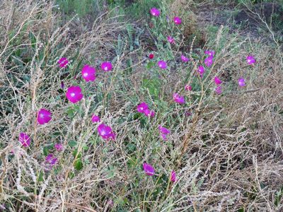 Callirhoe leiocarpa