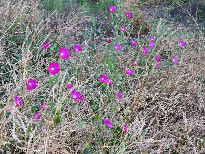 Callirhoe leiocarpa, photographed by Vicki Miller