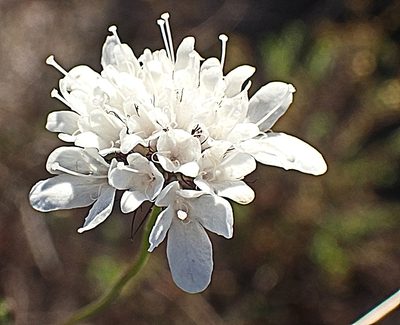 Scabiosa columbaria, photographed by Di Turner