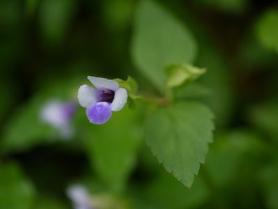 Torenia indica, photographed by Dinesh Valke