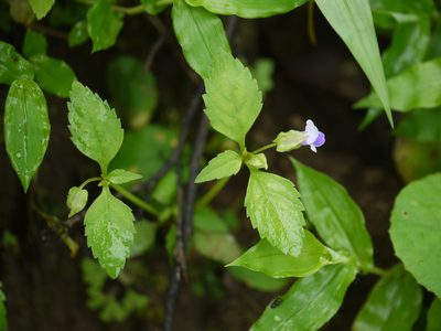 Torenia indica, photographed by Dinesh Valke
