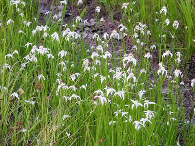 Rhynchospora colorata, photographed by Vicki Miller