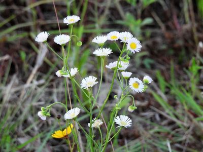 Erigeron strigosus, photographed by Vicki Miller