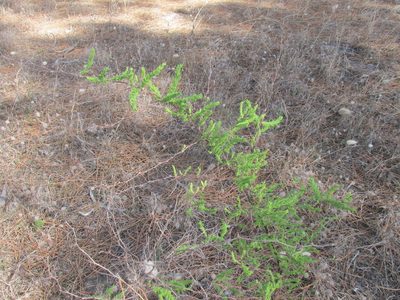 Asparagus rubicundus, photographed by Caroline Voget