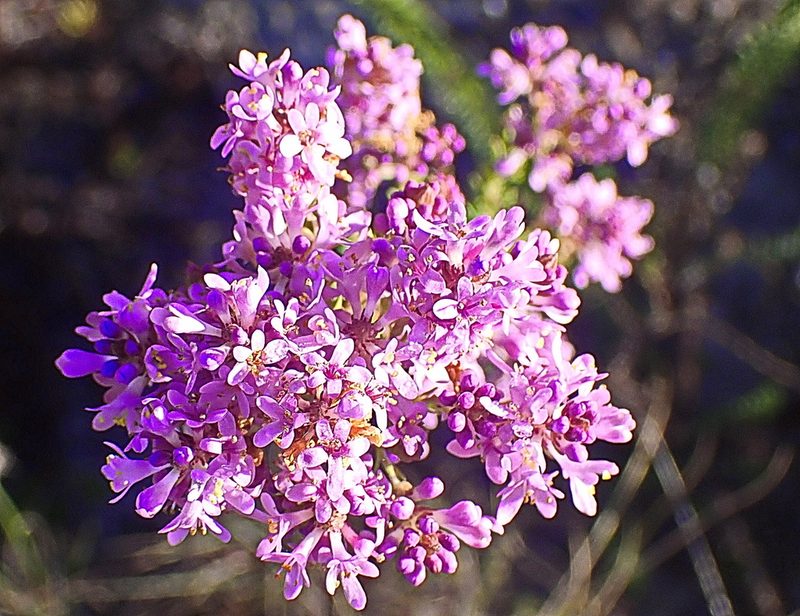 Selago canescens, photographed by Di Turner
