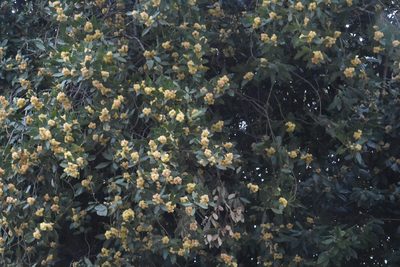 Laurus nobilis, photographed by Марина Садыкова