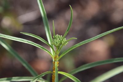 Asclepias fascicularis, photographed by Millie Basden