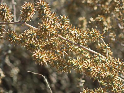 Stoebe plumosa, photographed by Di Turner