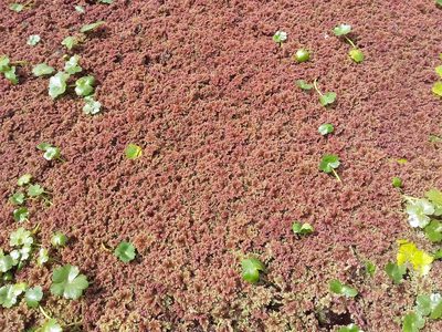 Azolla filiculoides, photographed by Humber Alberto
