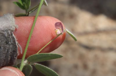 Acmispon americanus, photographed by Millie Basden