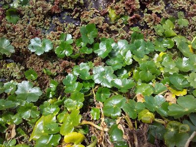 Hydrocotyle ranunculoides, photographed by Humber Alberto