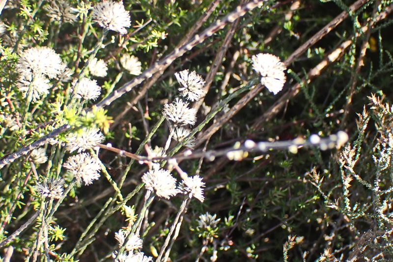 Stoebe microphylla, photographed by Di Turner