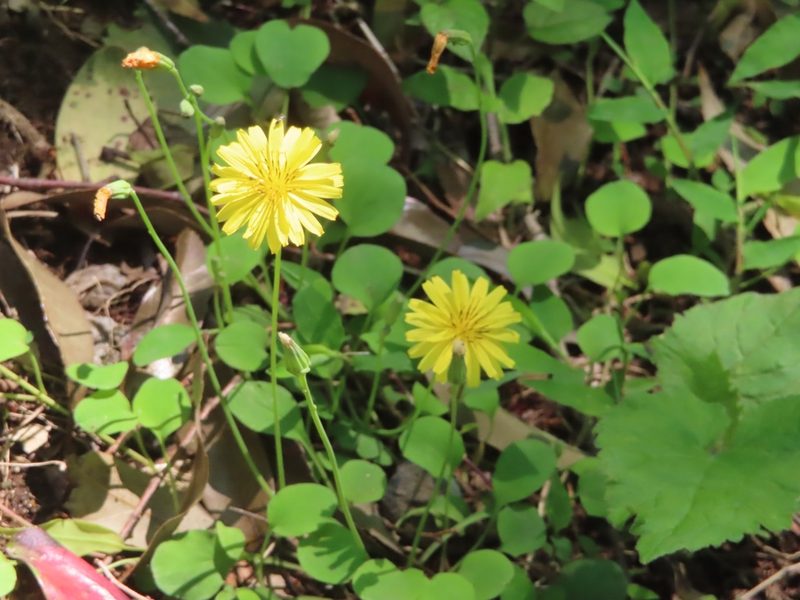 Ixeris stolonifera, photographed by mami_t_t