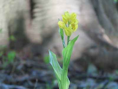 Cephalanthera falcata, photographed by mami_t_t