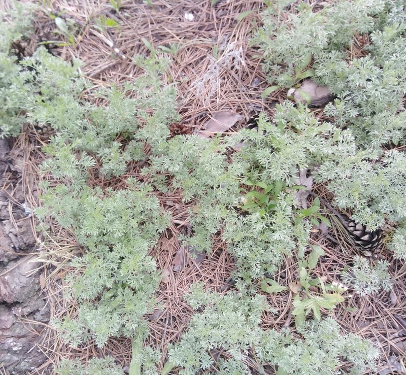 Artemisia austriaca, photographed by Татьяна Горбушина