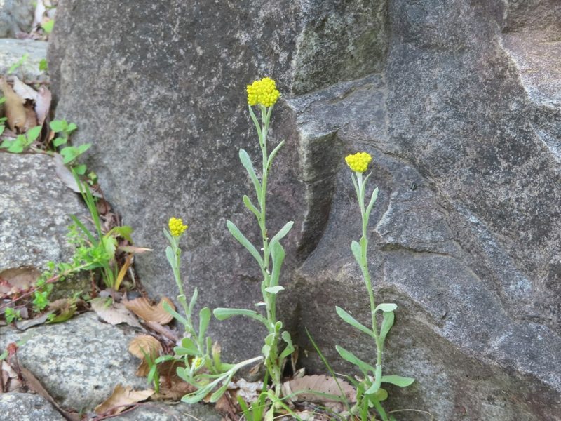 Laphangium affine, photographed by mami_t_t