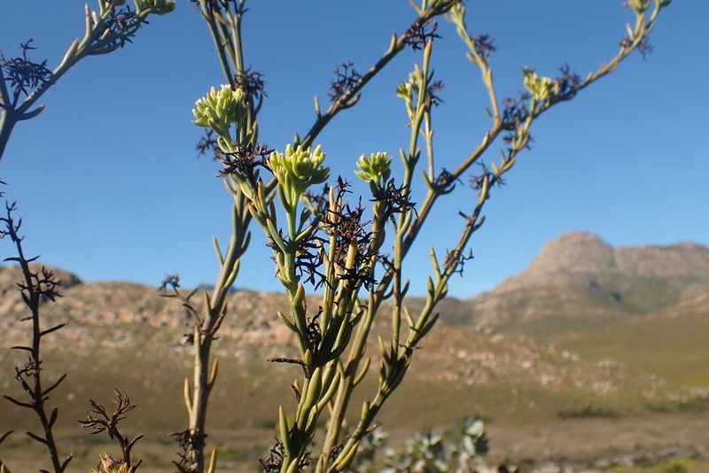 Thesium strictum, photographed by Di Turner