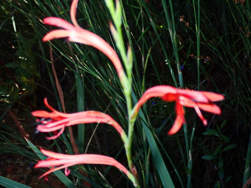Watsonia angusta, photographed by Di Turner