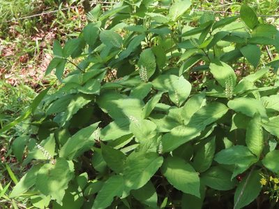 Chloranthus serratus, photographed by mami_t_t