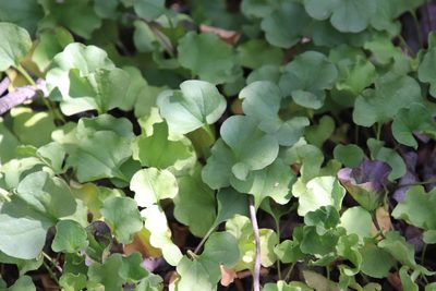 Dichondra occidentalis, photographed by Millie Basden