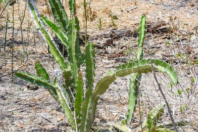Acanthocereus tetragonus, photographed by Jay Pruett