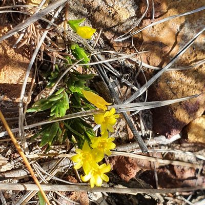 Gnidia juniperifolia, photographed by Corli du Toit Smith