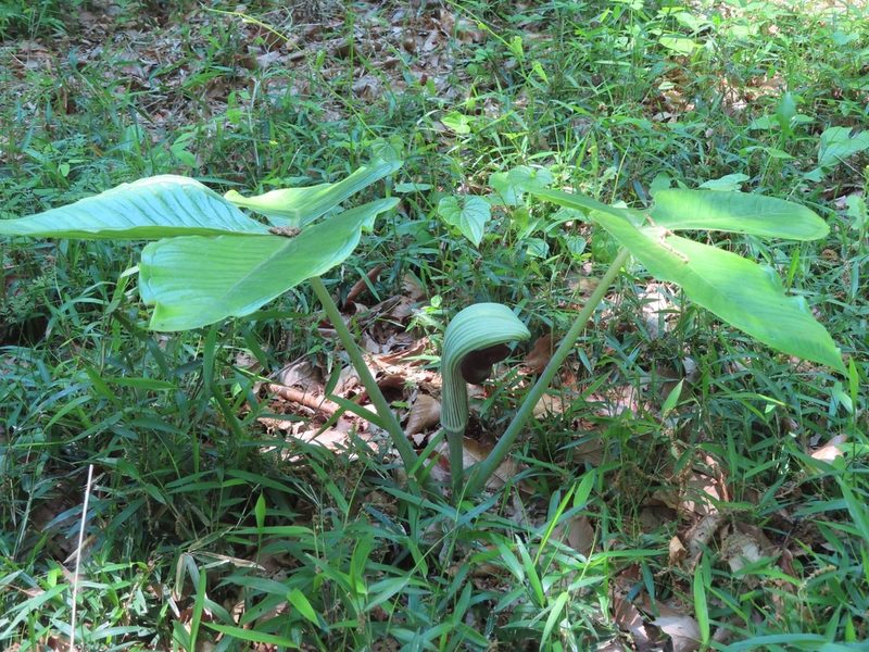 Arisaema ringens, photographed by mami_t_t