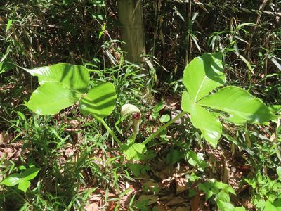 Arisaema ringens, photographed by mami_t_t