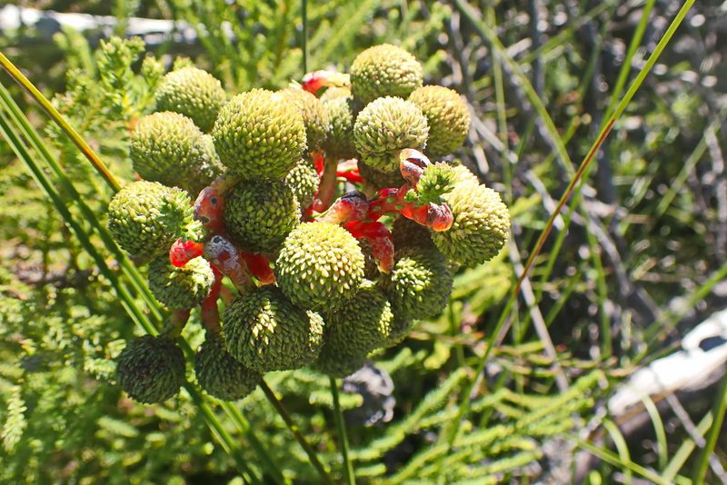 Berzelia intermedia, photographed by Di Turner