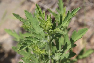 Ambrosia psilostachya, photographed by Millie Basden