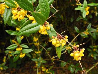 Berberis julianae, photographed by Susan Marley