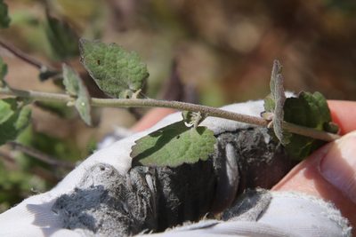 Brickellia californica