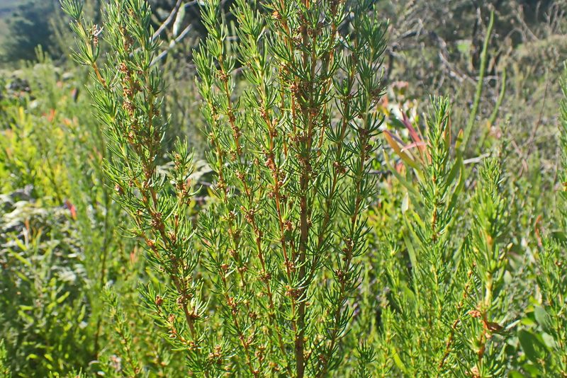 Cliffortia burchellii, photographed by Di Turner