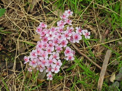 Darmera peltata, photographed by Susan Marley