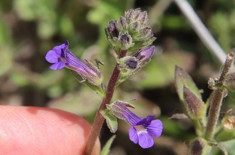 Stemodia durantifolia, photographed by Millie Basden