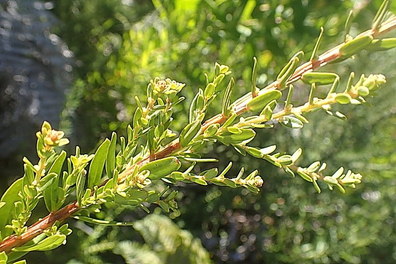 Clutia laxa, photographed by Di Turner