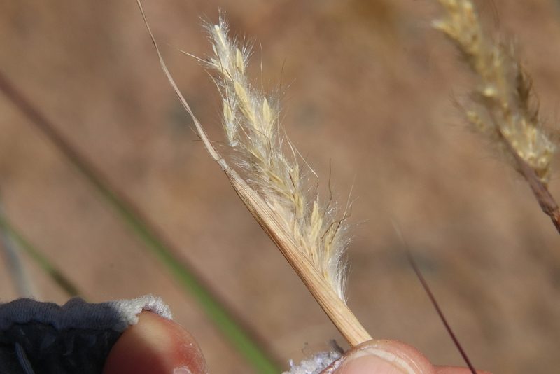 Bothriochloa barbinodis, photographed by Millie Basden