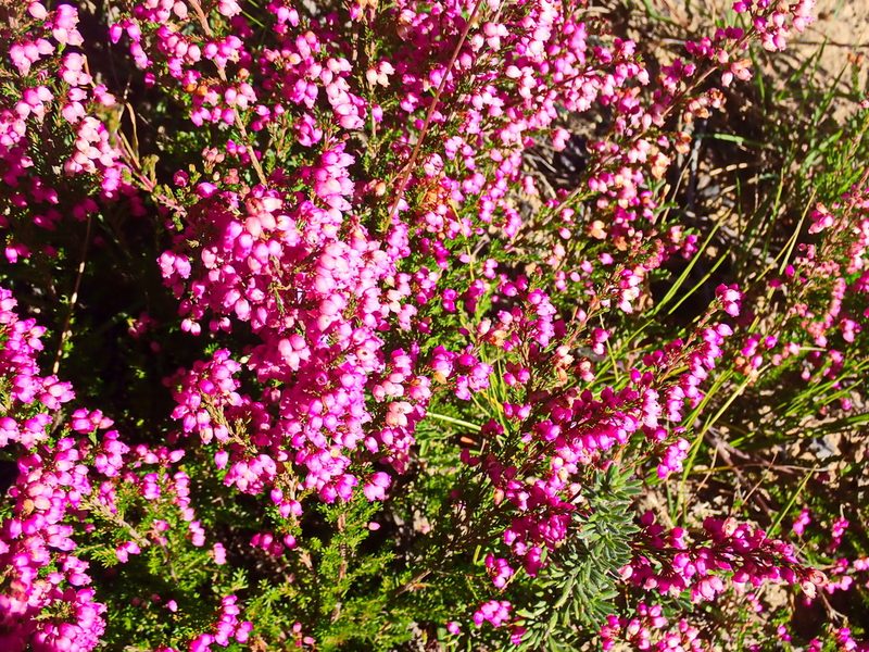 Erica gracilis, photographed by Di Turner