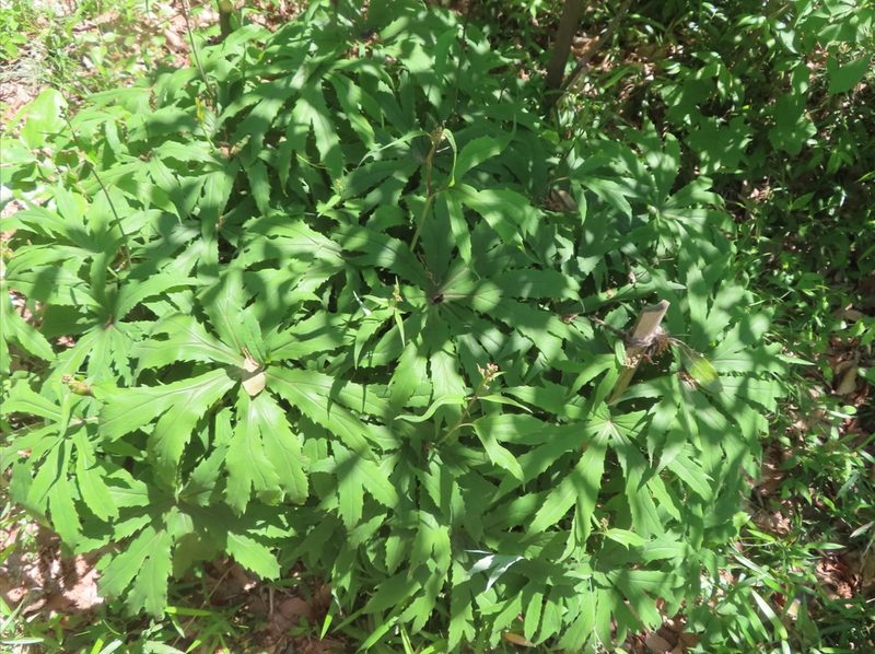 Syneilesis palmata, photographed by mami_t_t