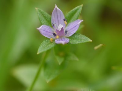 Lomatogonium minus, photographed by Dinesh Valke