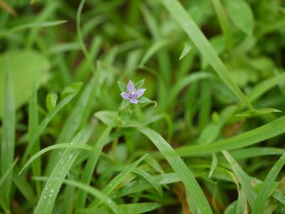 Lomatogonium minus, photographed by Dinesh Valke