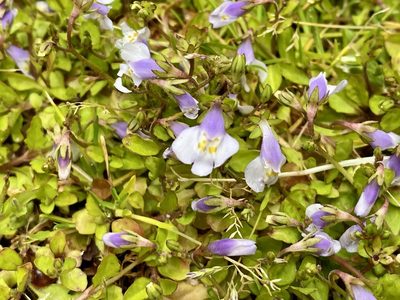 Mazus pumilus, photographed by Jason K.